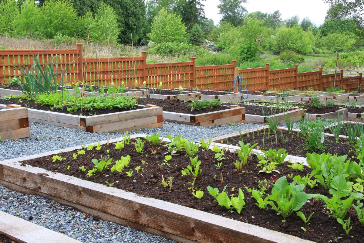 Vegetable garden in the community.