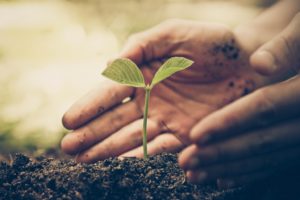 planting